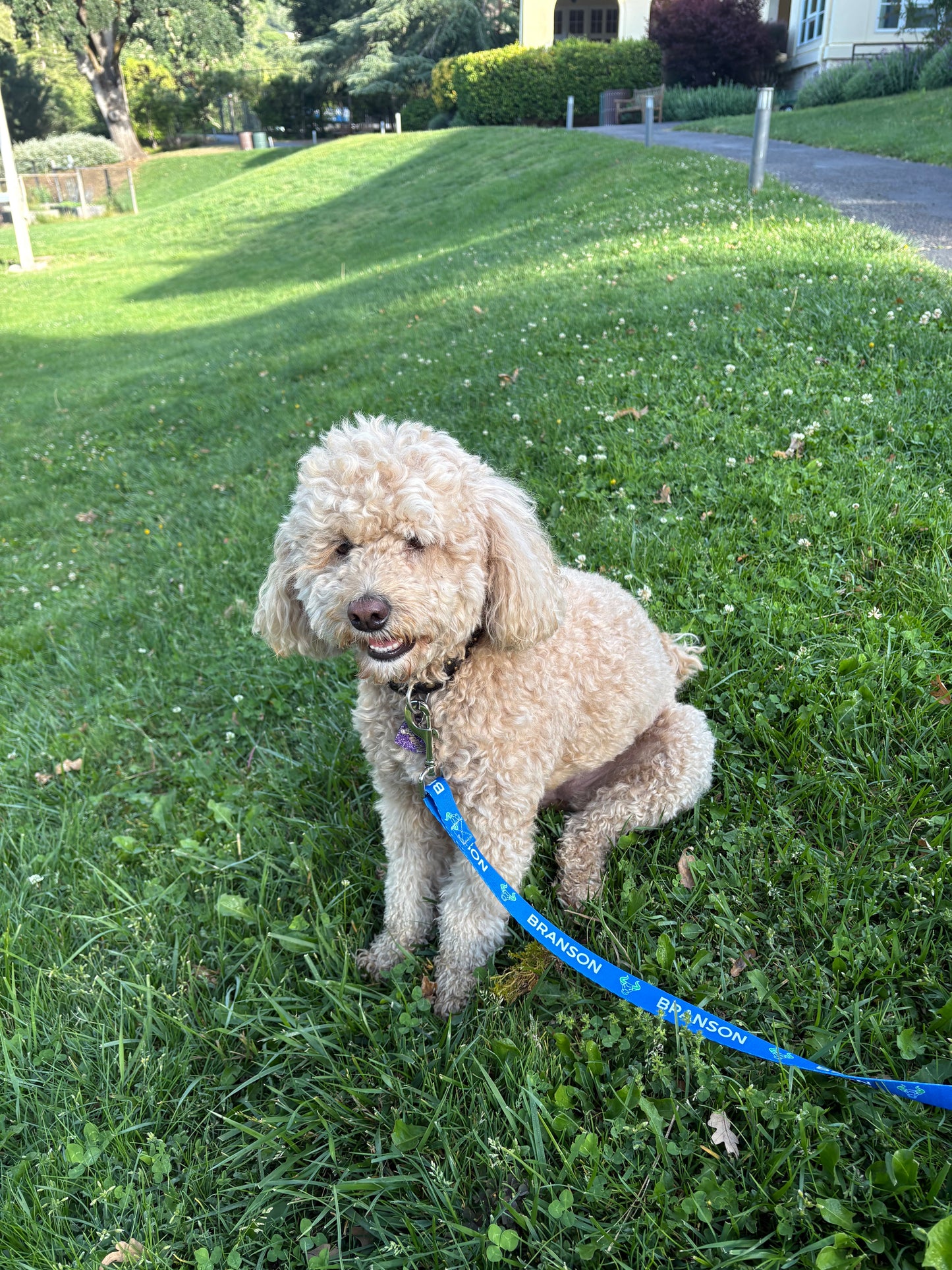 Branson Dog Leash