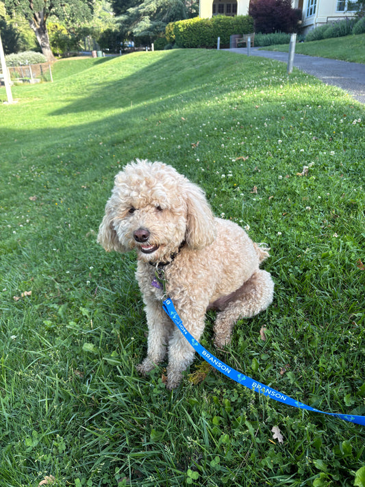Branson Dog Leash